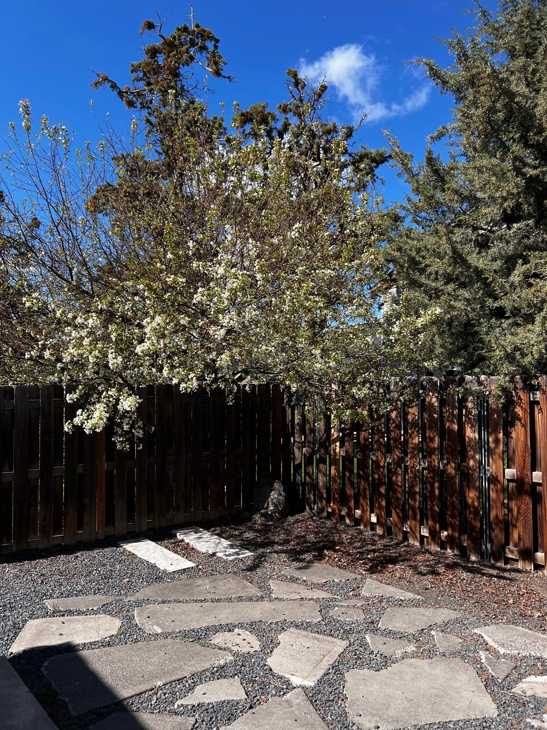 A flowering shrub and trees rise above a wooden fence, with stone slabs set in gravel under a blue sky.