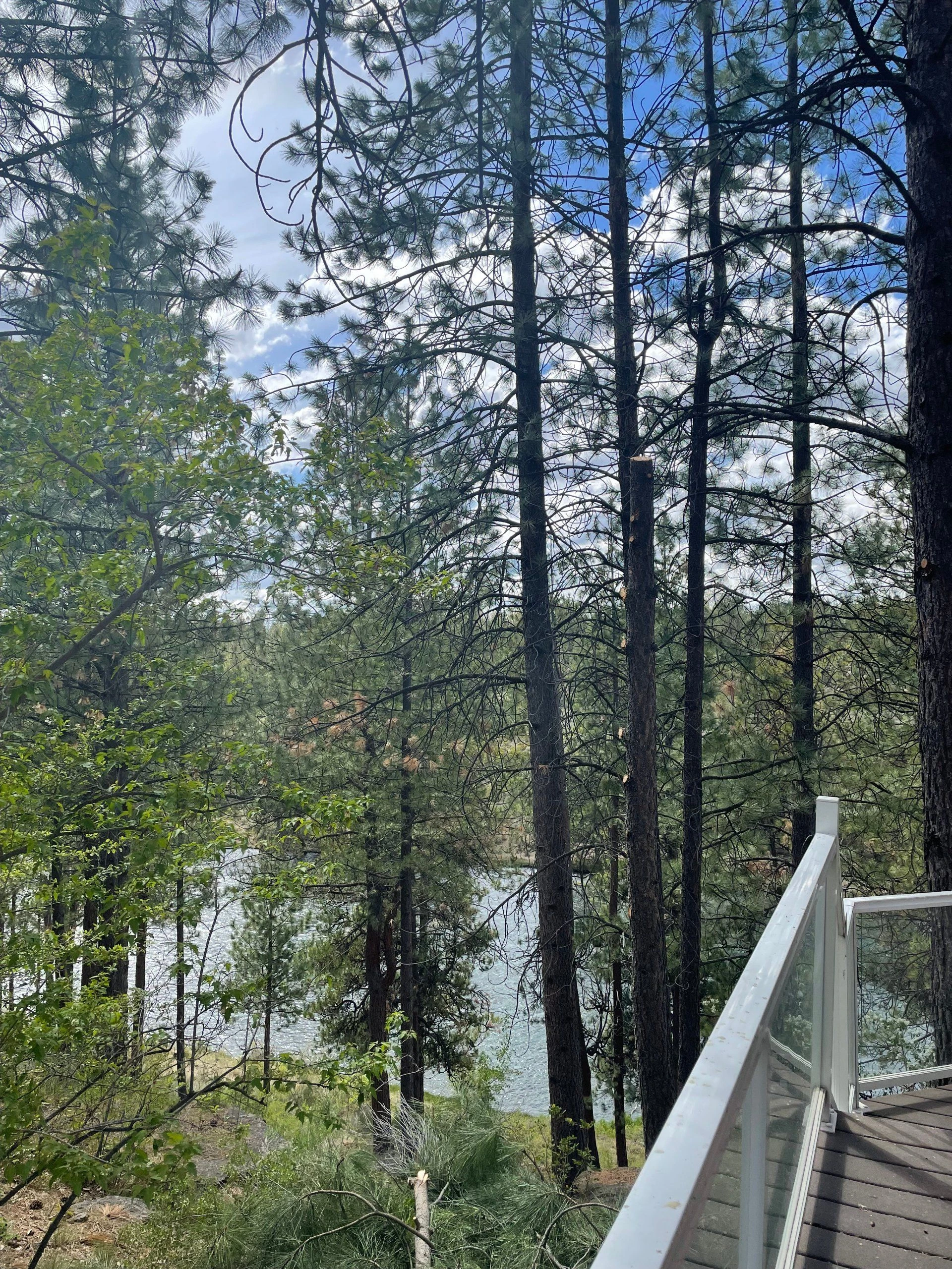 Tall pine trees and leafy branches frame a body of water, with a glass railing and wooden deck at right.