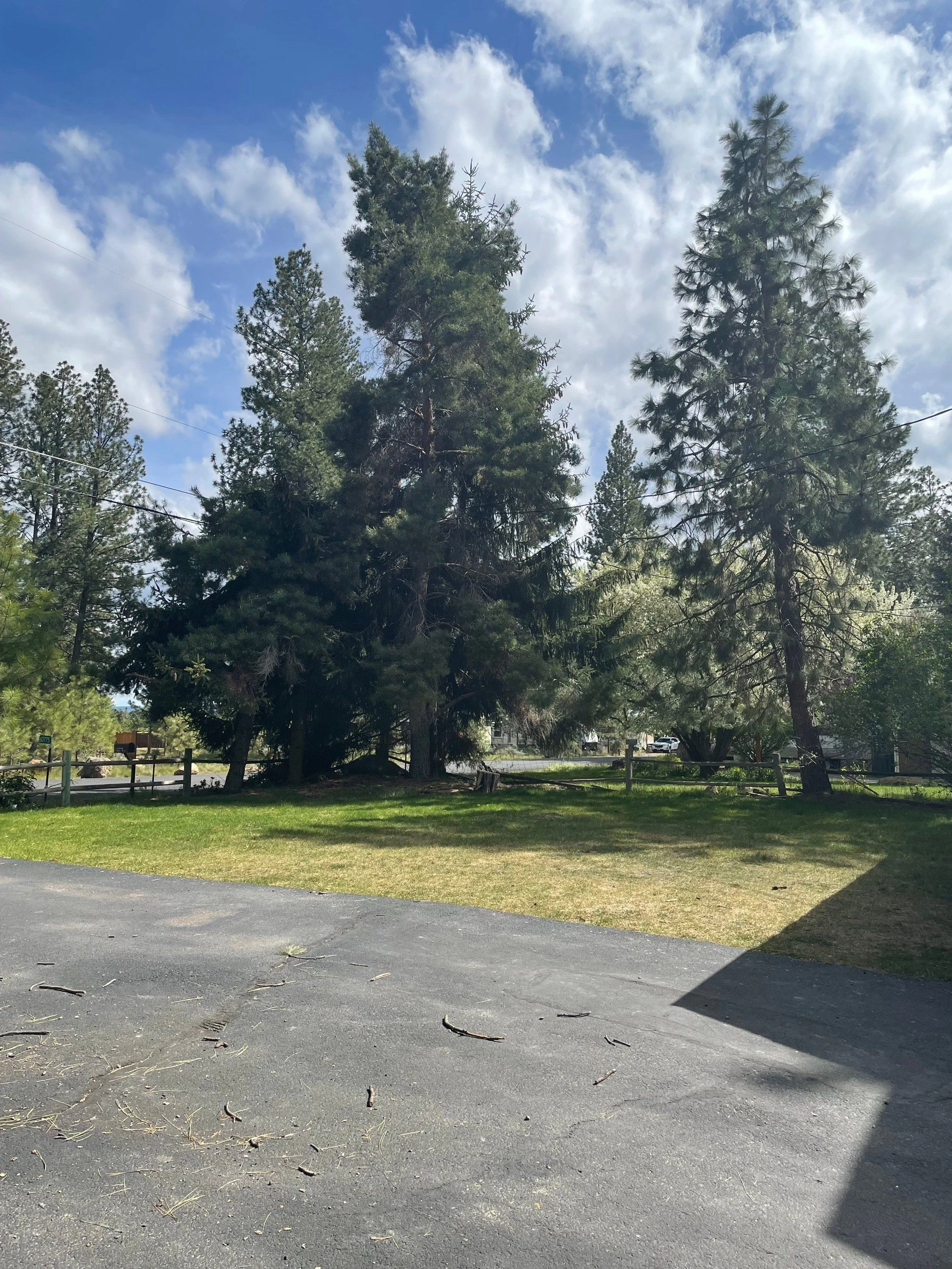 Tall evergreen trees stand behind a wooden fence beside a paved road under a partly cloudy sky.
