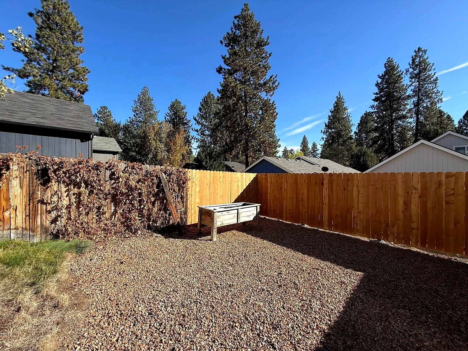 A gravel-covered yard with a wooden raised bed, wooden fencing, dry vines, and tall pine trees beyond.