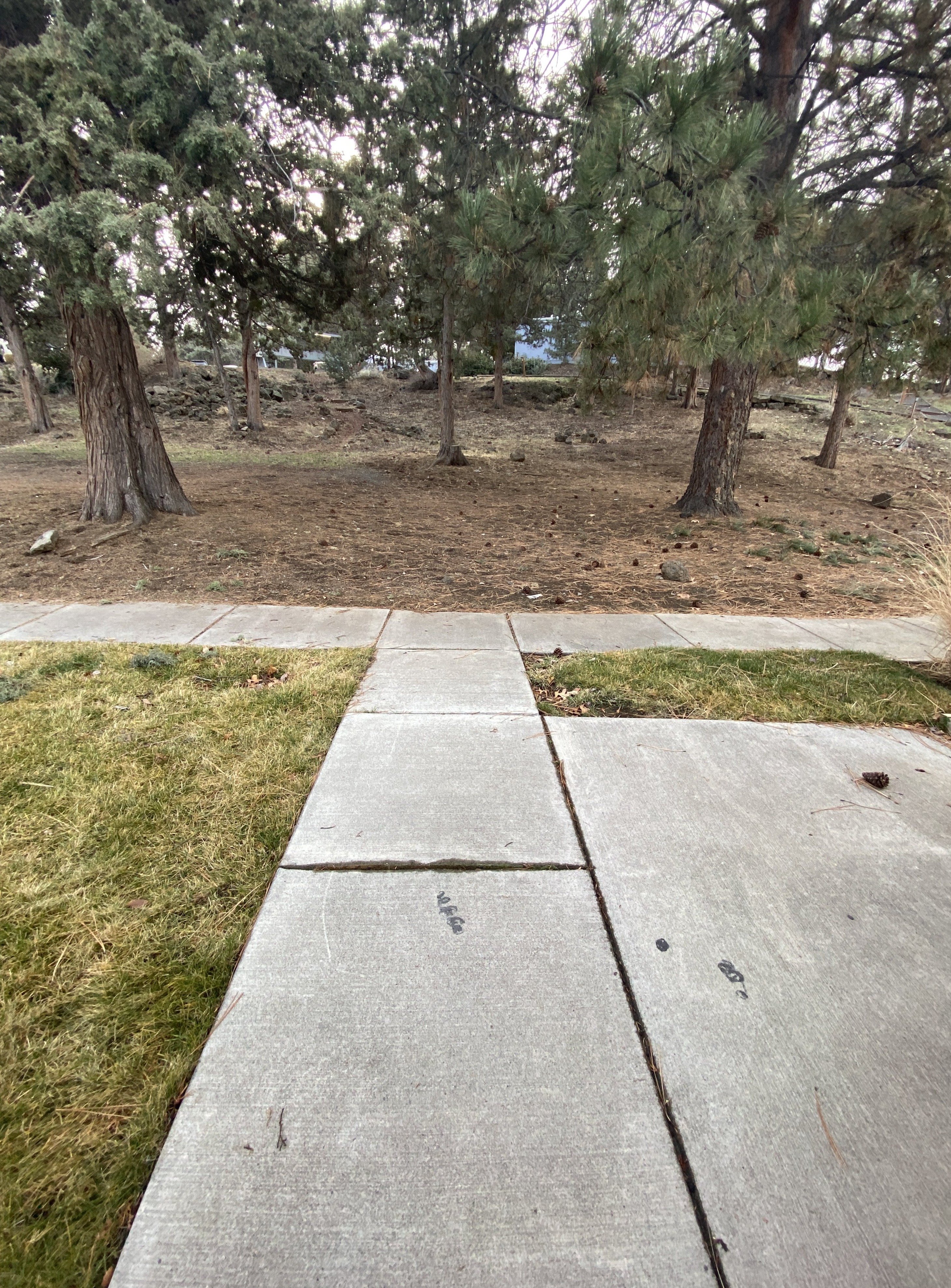 A concrete sidewalk borders a dry, tree-filled area with scattered rocks and pinecones.
