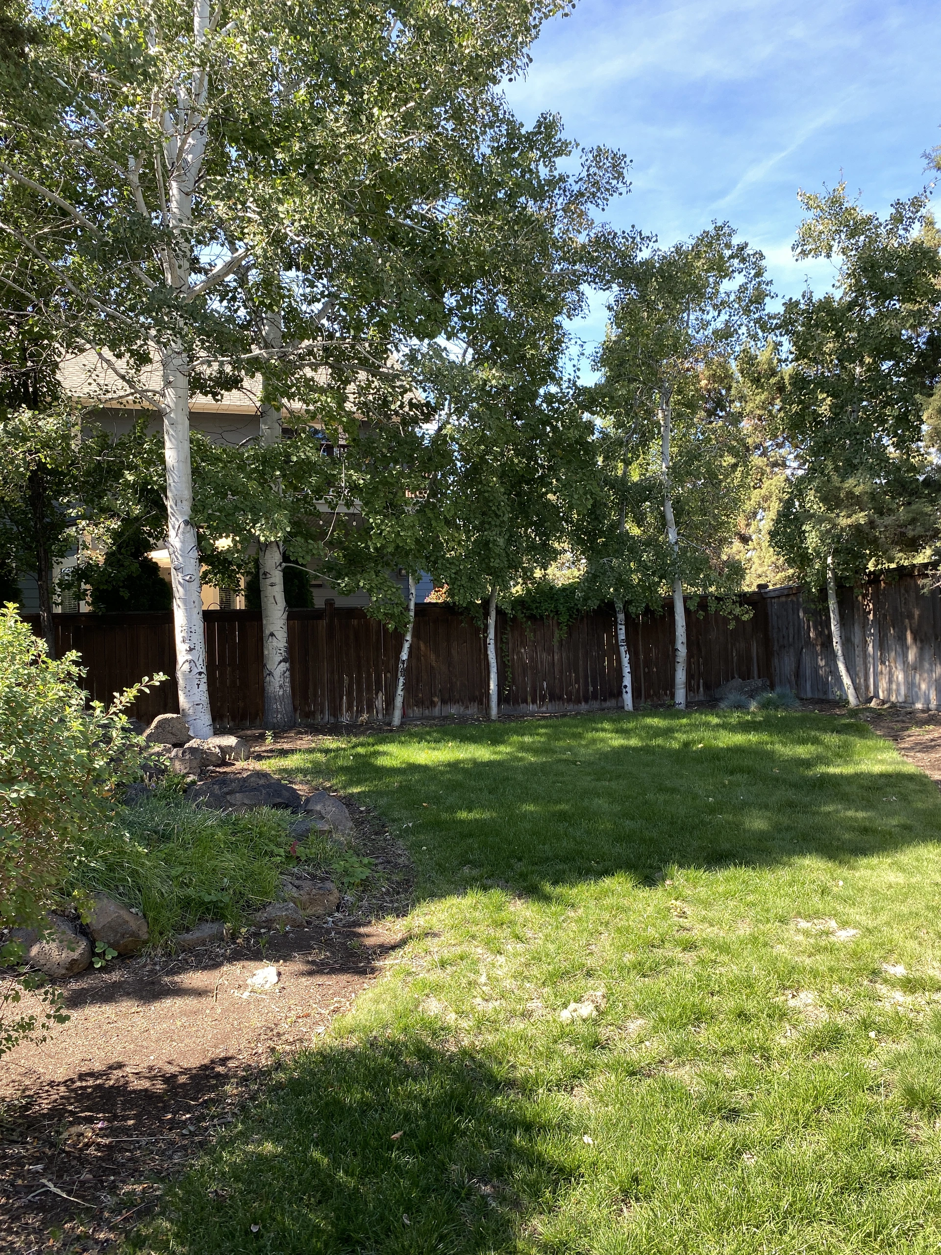 A grassy yard with leafy white-trunked trees, a dark wooden fence, and part of a house behind the foliage.